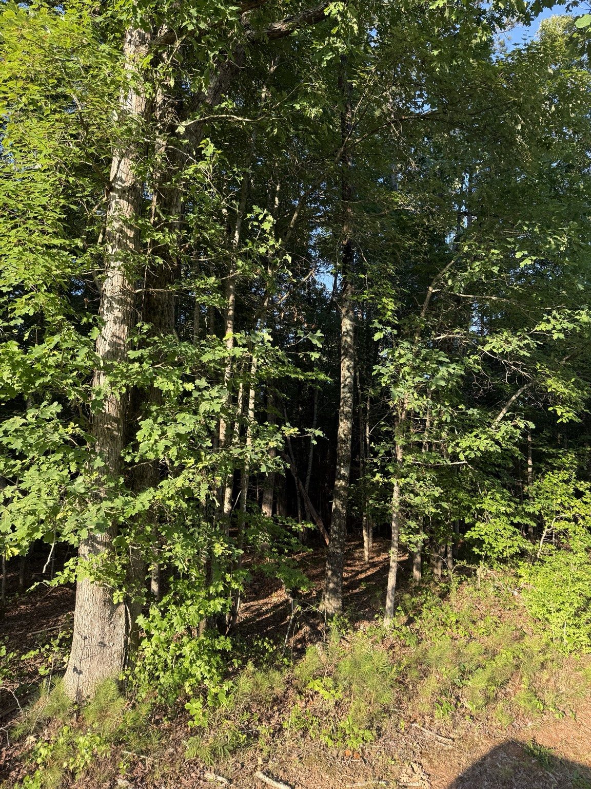 Wooded property project